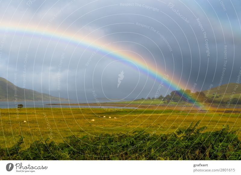 Bunter Regenbogen über Weide mit Schafen auf der Isle of Skye in Schottland landwirtschaft atlantik atmosphäre schön klima klimawandel wolken wolkig küste