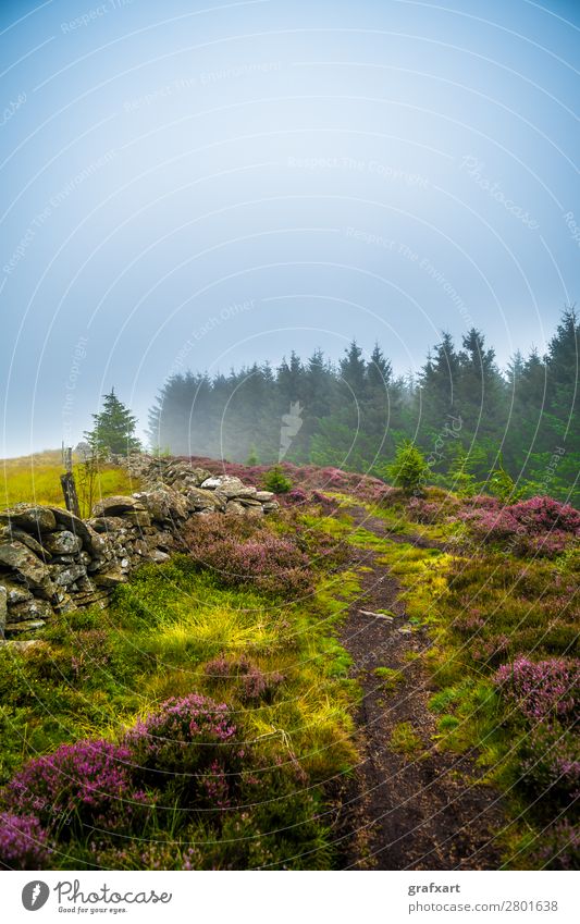 Wanderweg durch nebligen Nadelwald und Heidekraut in Schottland Fichte Highlands Klima Landschaft Licht bezaubernd malerisch Mauer mystisch Nadelbaum Natur