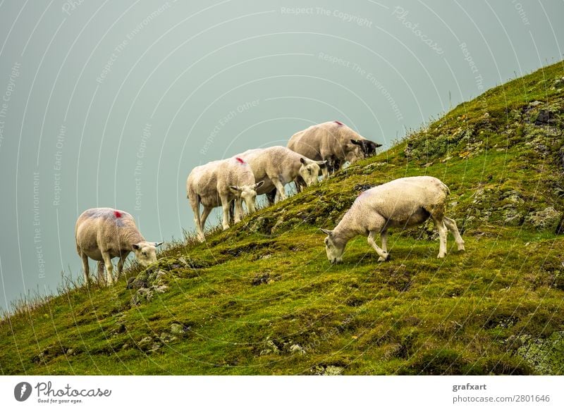 Herde mit Schafen auf einer felsigen Weide in Schottland Bauernhof Landwirt Feld friedlich Zusammensein Großbritannien Tiergruppe Highlands Hintergrundbild