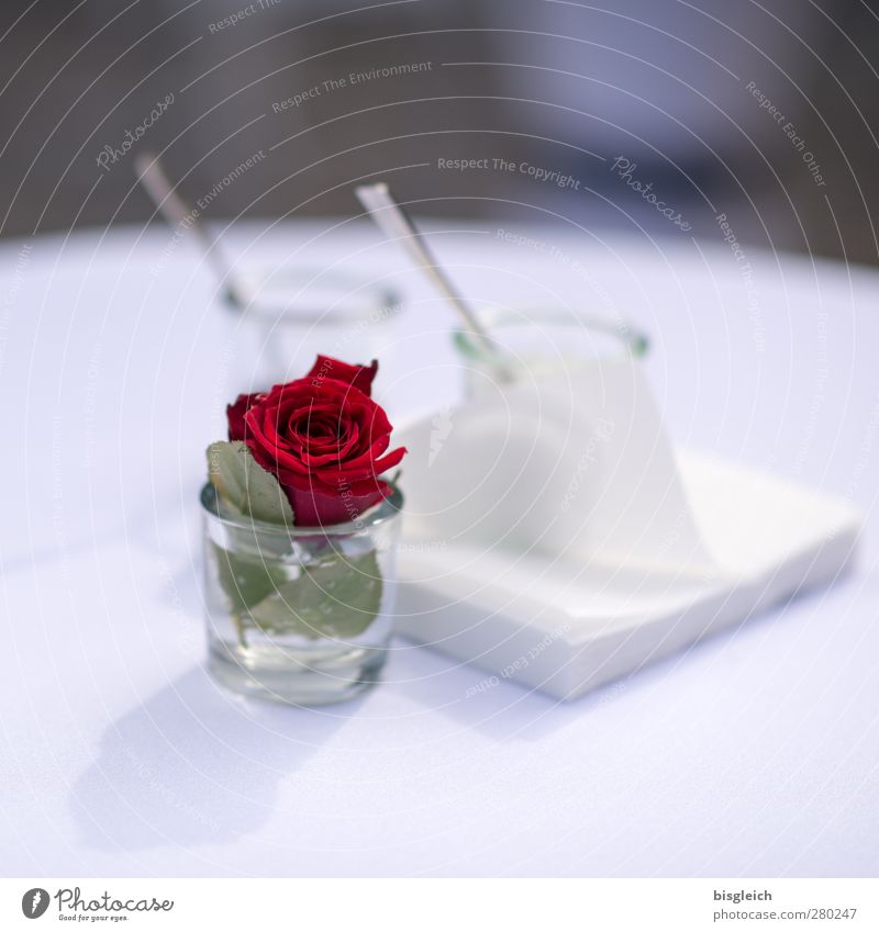 Stillleben mit Rose Glas Löffel Serviette Blüte elegant rot weiß geschmackvoll Farbfoto Außenaufnahme Menschenleer Textfreiraum oben Tag Schwache Tiefenschärfe