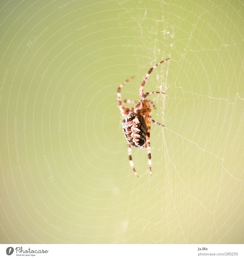 Im Netz der Spinne Tier Wildtier Kreuzspinne Spinnennetz Spinnenbeine gartenkreuzspinne 1 hängen Jagd Farbfoto mehrfarbig Außenaufnahme Nahaufnahme