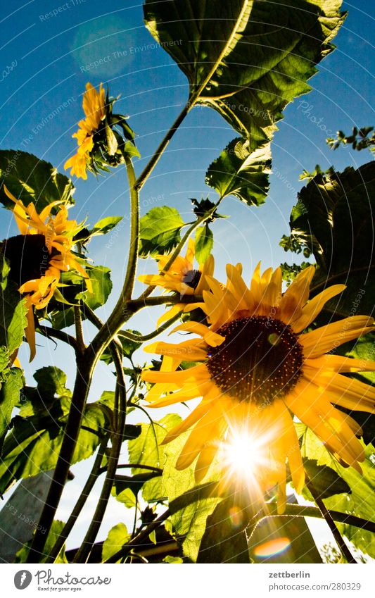 Sonnenblumen Wohlgefühl Zufriedenheit Erholung Garten Umwelt Natur Pflanze Wolkenloser Himmel Sommer Klima Klimawandel Wetter Schönes Wetter Blume Blüte Freude