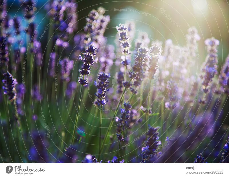 lilavendel Umwelt Natur Pflanze Blume Sträucher Duft natürlich grün violett Lavendel Lavendelfeld Farbfoto Außenaufnahme Menschenleer Tag Licht Sonnenlicht