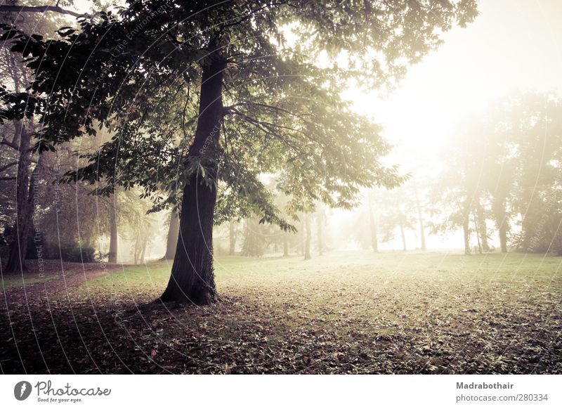 nebliger Morgen im Park Natur Landschaft Pflanze Sonnenlicht Herbst Nebel Baum Gras Blatt Laubbaum Wiese Wald ruhig Umwelt Vergänglichkeit Wandel & Veränderung