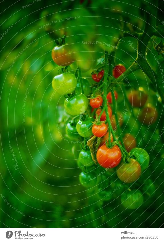 Pubertäre Kuschelgruppe, noch ziemlich unreif Tomate Gemüse Gesunde Ernährung Nutzpflanze Tomatenstrauch Nachtschattengewächse grün rot Strauchtomate Wachstum