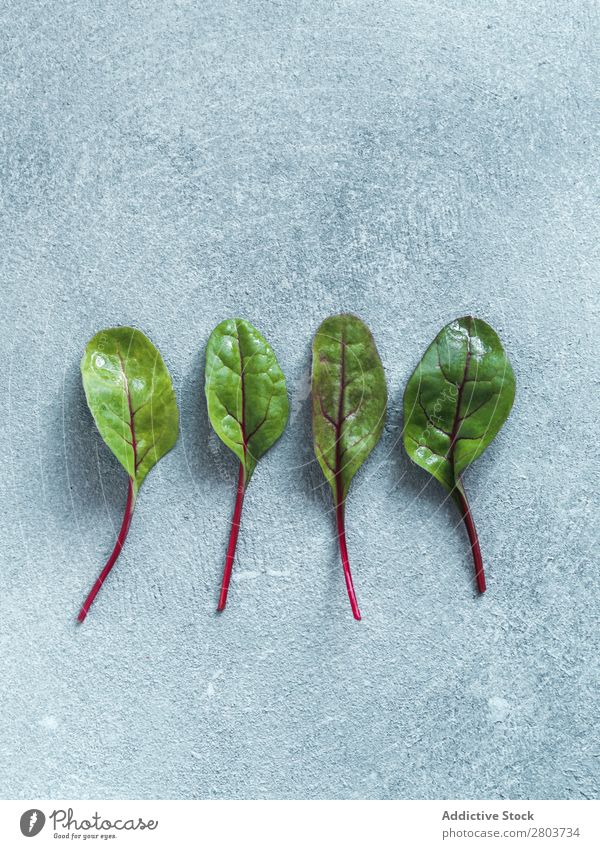 Set aus grünen Mangoldblättern oder Mangold isoliert Rote Beete Blatt Hintergrundbild Salatbeilage Vogelperspektive Design Verschiedenheit Lebensmittel frisch