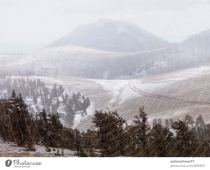 Kiefern und Berge im Hintergrund Borstenkegel Wald Berge u. Gebirge natürlich majestätisch Nebel Menschenleer Fotografie Farbbild Tag Außenaufnahme