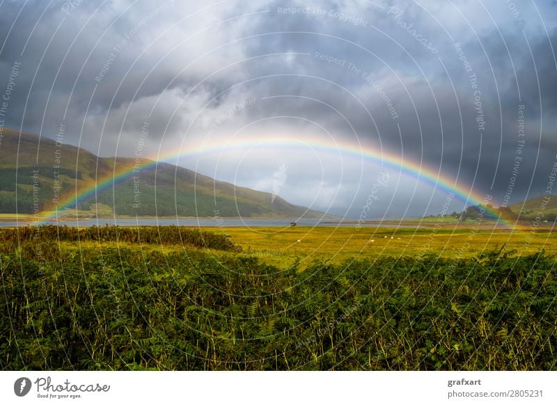 Regenbogen mit Schafen auf der Isle of Skye in Schottland Atlantik Atmosphäre Aussicht Bogen mehrfarbig Gold Großbritannien Himmel Klima Klimawandel Küste
