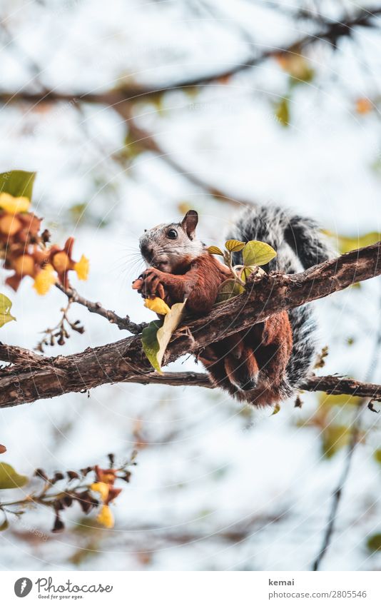 Costaricanischer Eichhörnchenmann Leben harmonisch Wohlgefühl Zufriedenheit Freizeit & Hobby Natur Pflanze Tier Schönes Wetter Baum Blatt Ast Costa Rica
