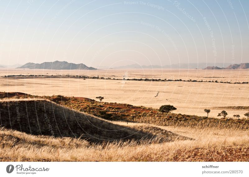 Reifenspuren Natur Landschaft Wolkenloser Himmel Wüste trocken Aussicht Ferne Hügel Steppe Düne Dünengras Stranddüne Horizont Trockenfluss Namib Namibia Safari