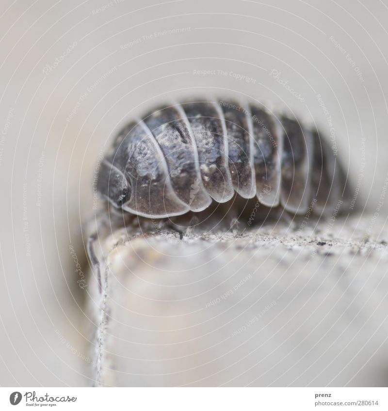Assel Tier Wildtier Käfer 1 grau Kellerasseln Panzer Insekt Nahaufnahme Makroaufnahme Farbfoto Außenaufnahme Menschenleer Textfreiraum oben Tag