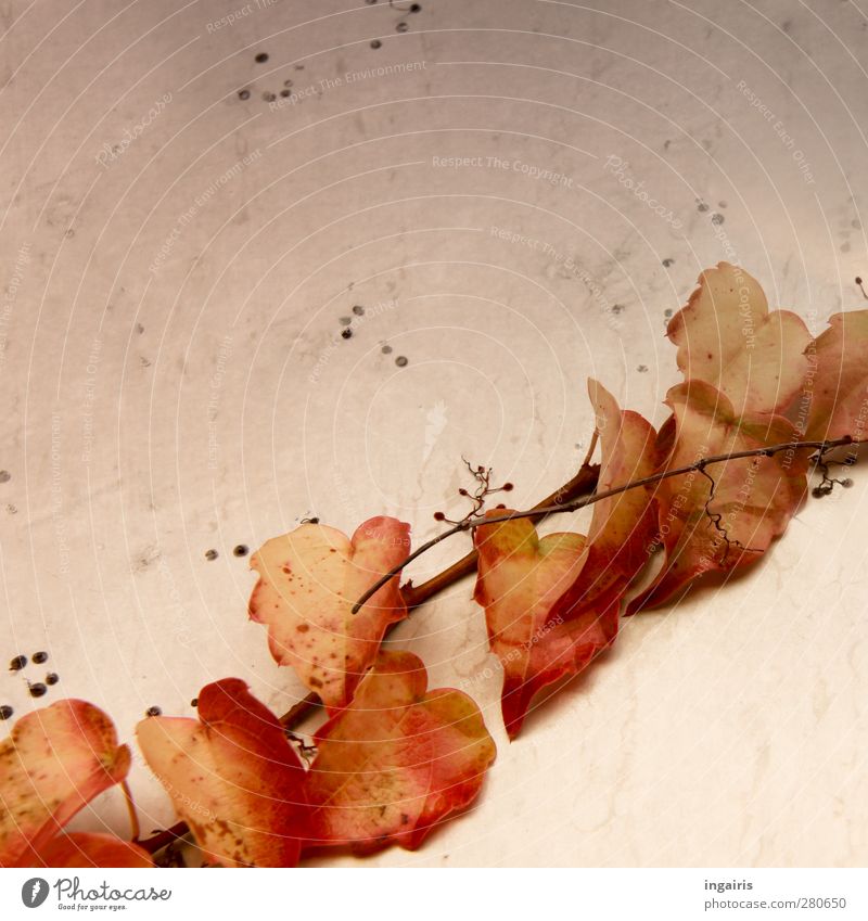 Herbstlich wilde Weinblätter Pflanze Blatt Kletterpflanzen Herbstlaub Wilder Wein Mauer Wand Fassade dehydrieren Wachstum braun gelb orange rosa rot schwarz