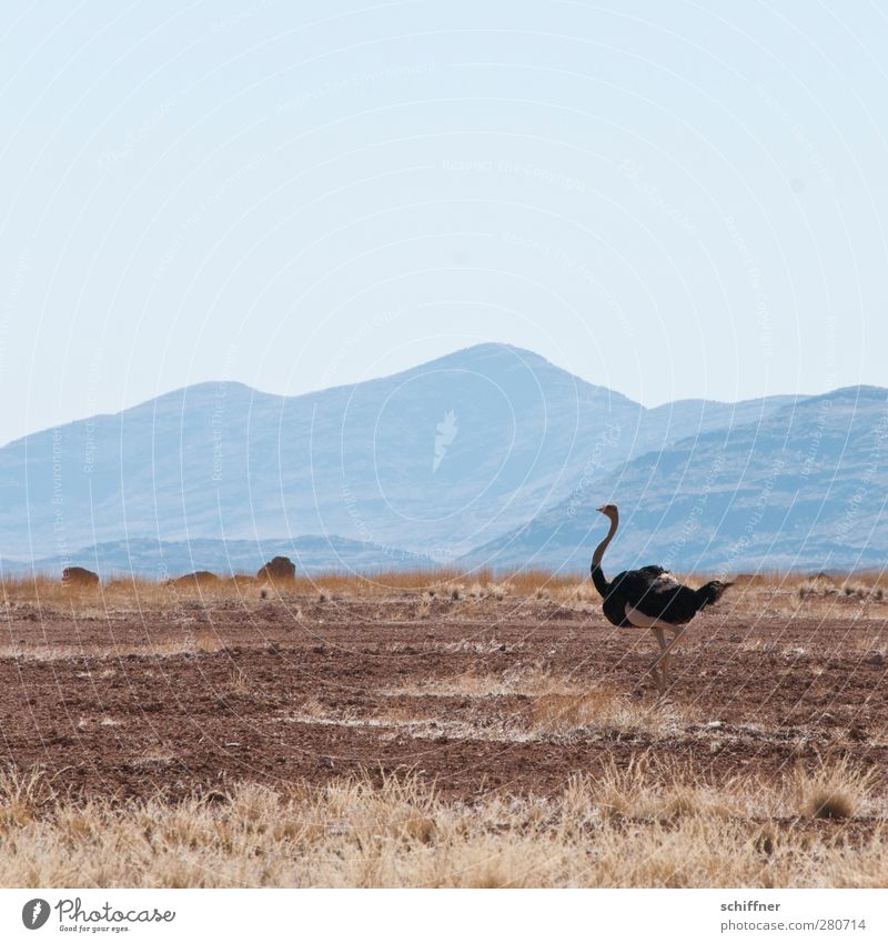 Überläufer Umwelt Natur Landschaft Tier Wildtier Vogel 1 rennen Geschwindigkeit sportlich Strauß Wildnis Wüste Hügel Berge u. Gebirge Steppe trocken Dürre Namib