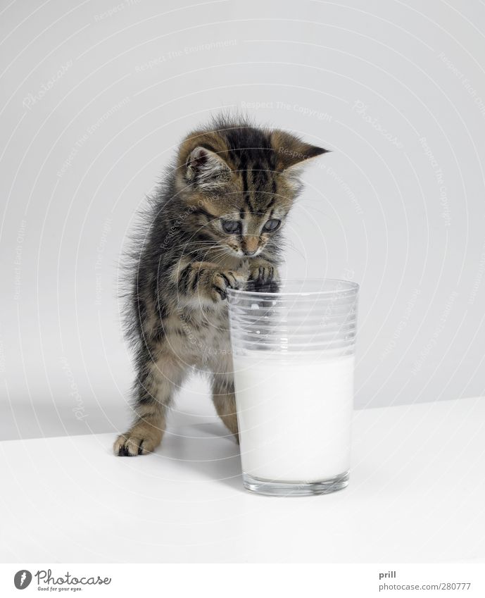 small kitten and a glass of milk Lebensmittel Milcherzeugnisse Ernährung Getränk Freude Spielen Tier Haustier Katze 1 Tierjunges berühren entdecken stehen