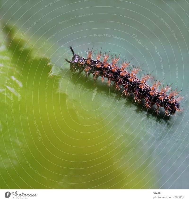 Raupe vor der Verwandlung Schmetterlingsraupe Metamorphose verwandeln Wandel Veränderung Larve Insektenlarve Tierjunges fressen krabbeln braun grün Falter