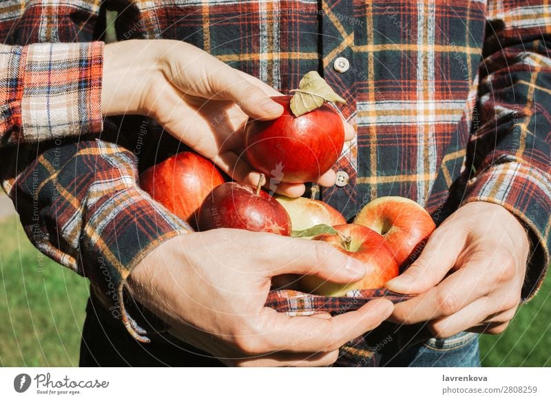 Mann hält reife rote Äpfel in seinem karierten Hemd. pflücken Zusammensein Partnerschaft Paar Ernte Herbst Landwirt organisch Frucht Apfel Finger Frau frisch