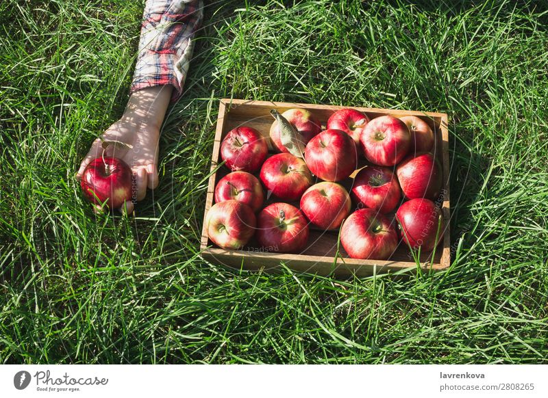 Flachlegen mit roten Äpfeln in Holzkiste und Frauenhand flache Verlegung Gras Kasten kariert Hand Landwirt reif Farbe frisch Außenaufnahme Diät Frucht lecker