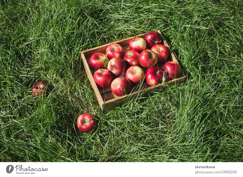 Flachlegen mit frischen reifen roten Äpfeln in einer Holzkiste Ackerbau Apfel Herbst Korb Kasten Farbe lecker Diät Landwirt flache Verlegung Lebensmittel Frucht