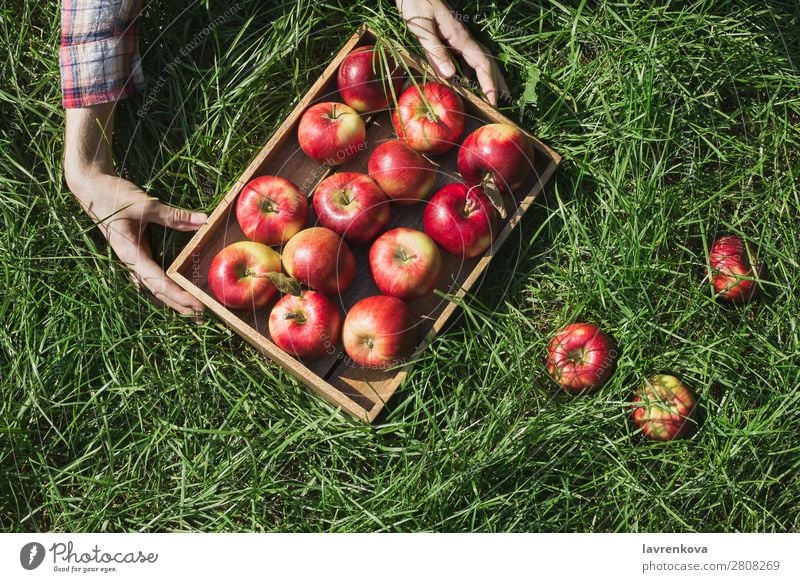 Frauenhände halten eine Holzkiste mit roten Äpfeln. Bauernhof Apfel Kasten Halt Hand kariert Herbst Sonne Pflanze Ernte frisch saftig organisch Landwirtschaft