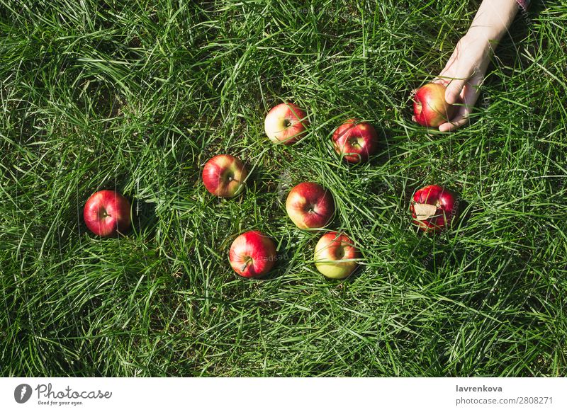 Frauenhand und roter reifer Bio-Apfel auf Gras Ackerbau Herbst Farbe Bauernhof Lebensmittel frisch Frucht Garten grün Hand Ernte Gesunde Ernährung Halt saftig