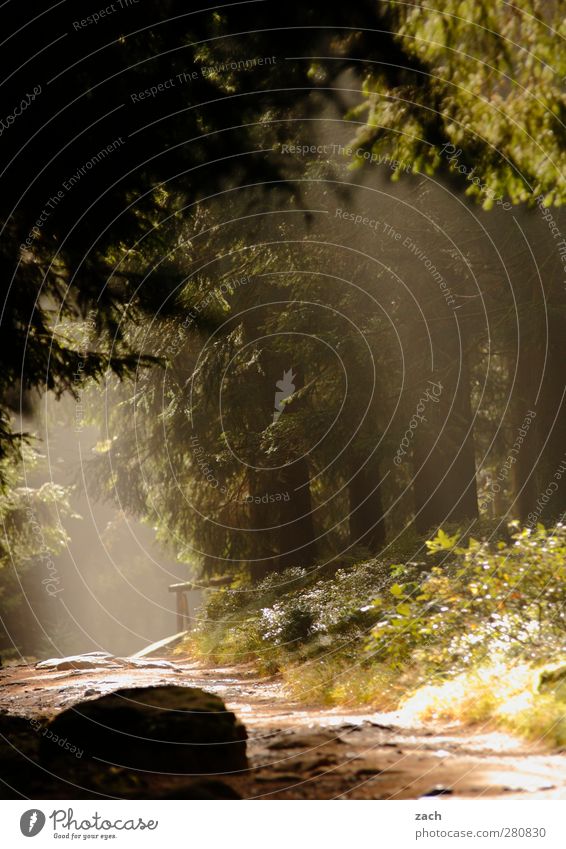 Sonntagmorgen Natur Landschaft Sand Sonnenlicht Sommer Wetter Schönes Wetter Nebel Pflanze Baum Gras Sträucher Wald Berge u. Gebirge Harz Wege & Pfade grün