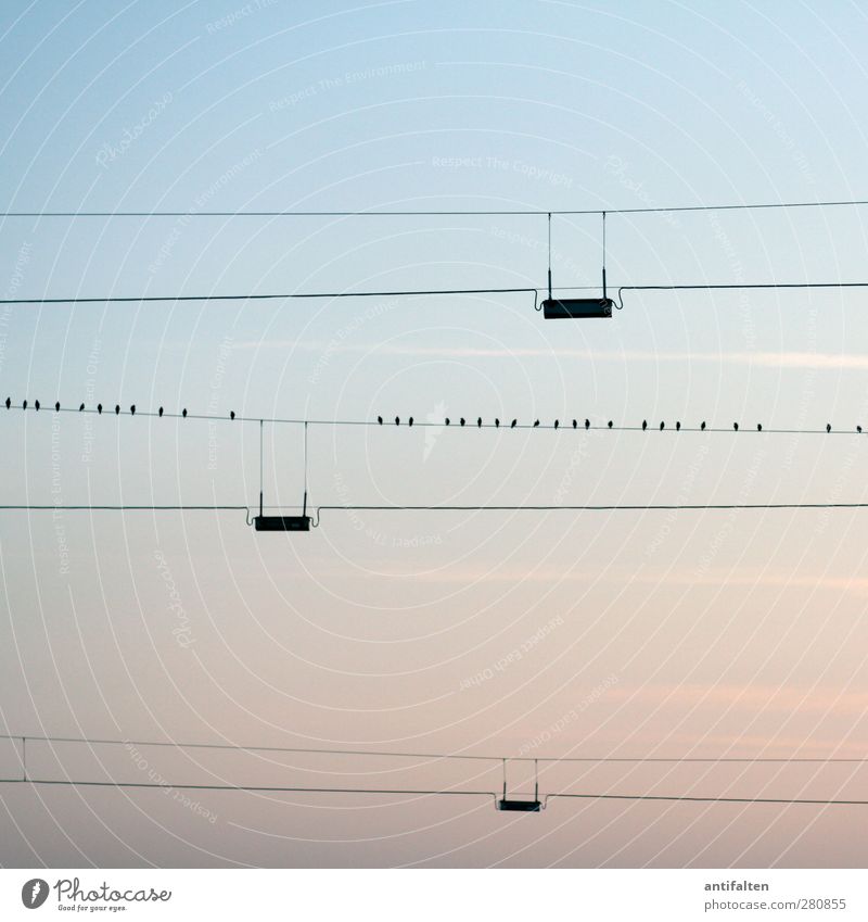 32 Kabel Natur Wolkenloser Himmel Sonnenaufgang Sonnenuntergang Sommer Stadtrand Stahlkabel Tier Vogel Tiergruppe blau parallel Linie Abenddämmerung Dämmerung