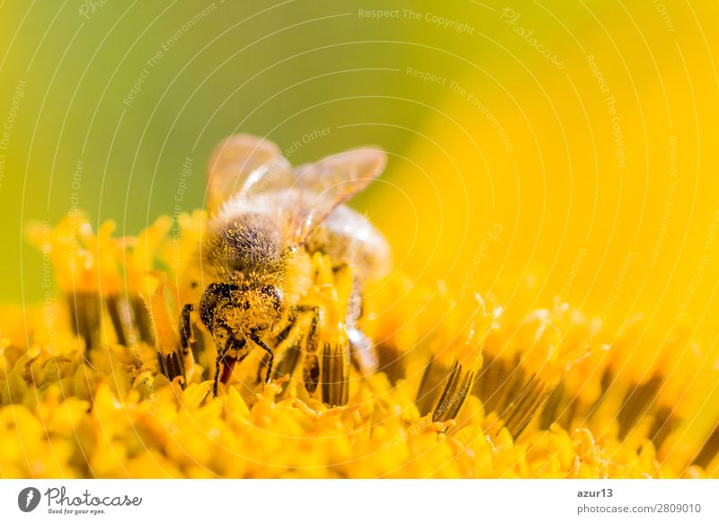 Honey bee covered with yellow pollen collecting sunflower nectar Sommer Umwelt Natur Tier Sonne Frühling Klima Klimawandel Wetter Schönes Wetter Wärme Blume