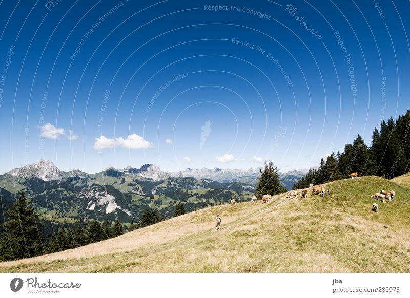 in den Alpen Leben Zufriedenheit ruhig Ausflug Freiheit Sommer Berge u. Gebirge wandern Natur Landschaft Wolken Schönes Wetter Gras Tanne Felsen Gipfel