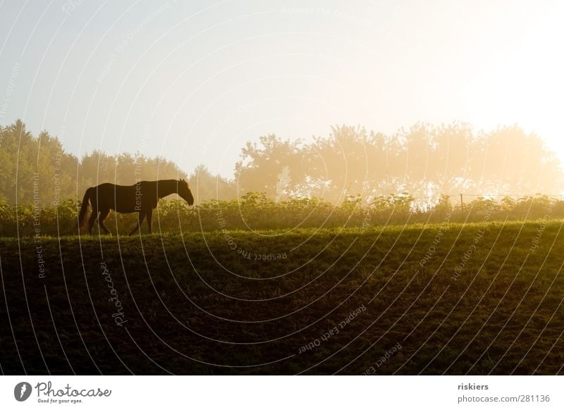 wohin geht die reise Umwelt Natur Landschaft Sonnenaufgang Sonnenuntergang Sonnenlicht Herbst Nebel Wiese Feld Hügel Tier Haustier Pferd 1 gehen wandern Gefühle