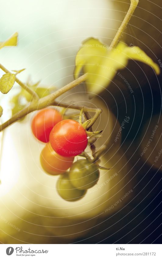 Tomatenzwerge Lebensmittel Wildtomaten Johannisbeertomaten Ernährung Bioprodukte Vegetarische Ernährung Slowfood Fingerfood Pflanze Nutzpflanze Garten hängen