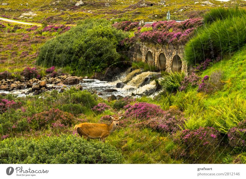 Landschaft mit Hirsch und alter Brücke über Fluss in Schottland Bach biodiversität Freiheit Großbritannien habitat Heidekrautgewächse Highlands Hirsche