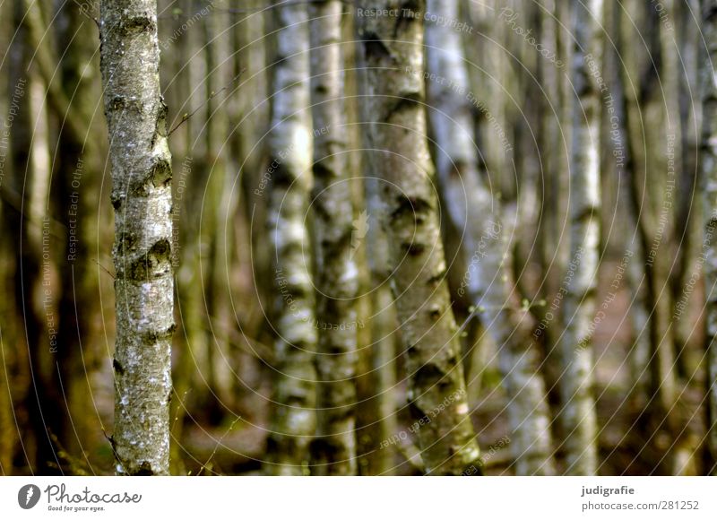 Birken Umwelt Natur Landschaft Pflanze Baum Birkenwald Birkenrinde Wald Wachstum ästhetisch natürlich schön Stimmung Farbfoto Außenaufnahme Menschenleer