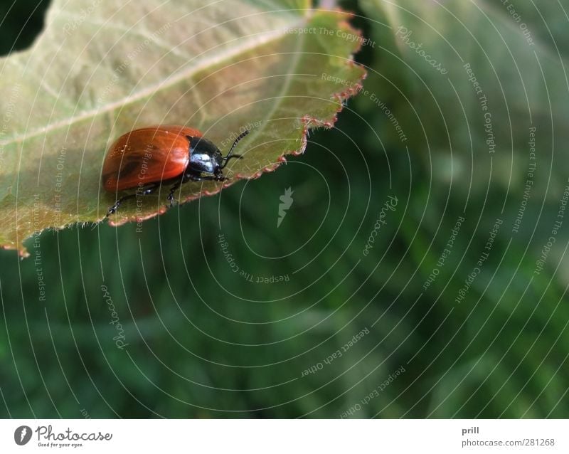 Leaf beetle at summer time Umwelt Natur Tier Sträucher Blatt Wildtier Käfer rot Umweltschutz pappelblattkäfer einzelnes tier Gliederfüßer wirbellos profil