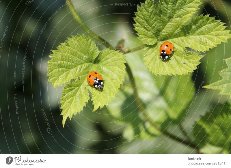 Zwillinge Tier Frühling Pflanze Blatt Käfer 2 Tierpaar Frühlingsgefühle Farbfoto Außenaufnahme Tag Schwache Tiefenschärfe