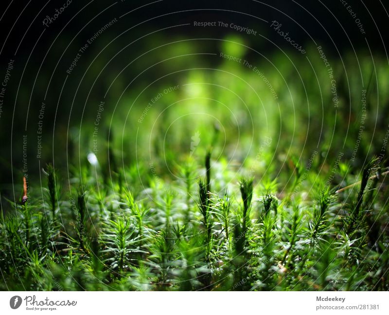 Miniaturwald für Ameisen Umwelt Natur Landschaft Pflanze Sonne Sommer Schönes Wetter Gras Moos Grünpflanze Wald authentisch natürlich weich grün schwarz weiß