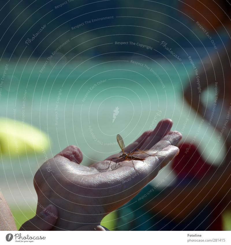 Lebensretter Mensch Kind Haut Hand Finger Umwelt Natur Tier Urelemente Wasser Sommer Seeufer Wildtier Flügel hell natürlich Wärme Insekt Schnake Farbfoto