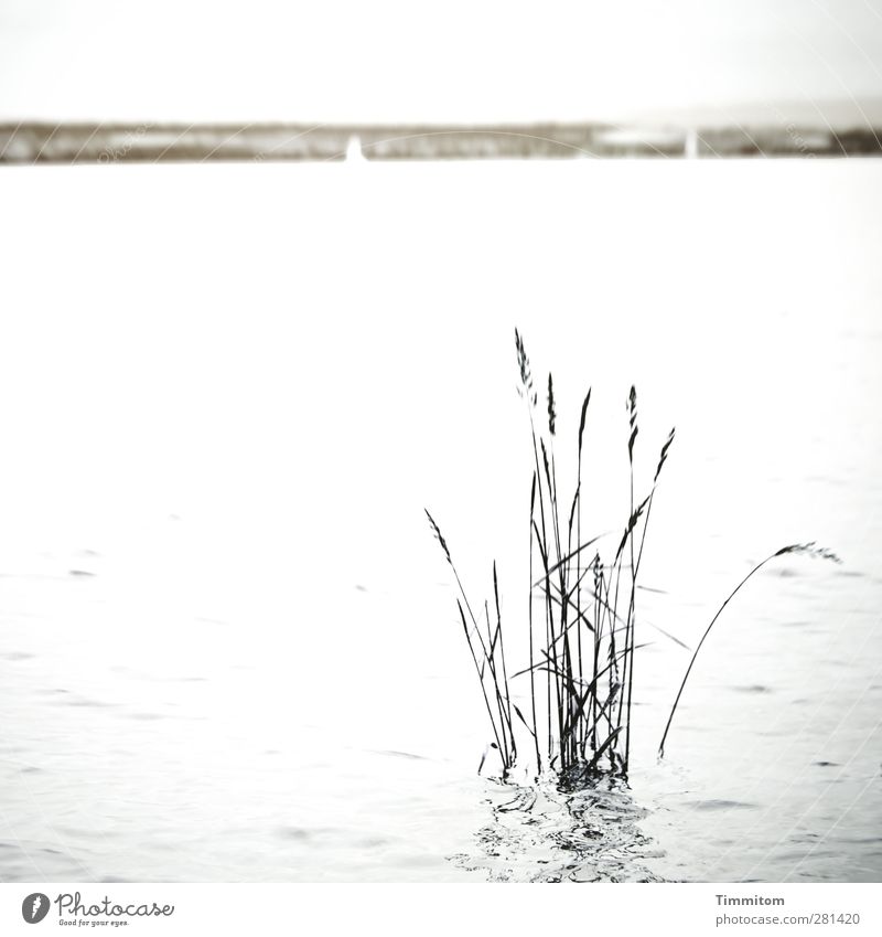 ...gehen. Ausflug Umwelt Natur Wasser Pflanze Seeufer Blick dunkel grau schwarz weiß Gefühle ruhig Küste Bodensee Farbfoto Gedeckte Farben Außenaufnahme
