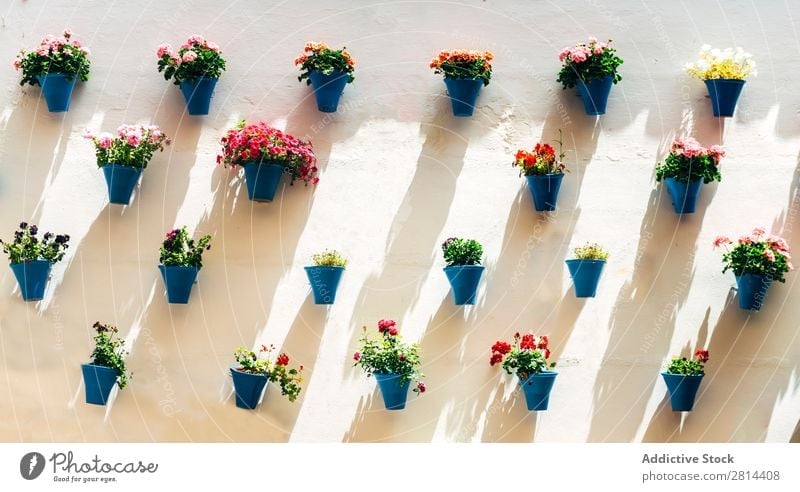 Blumentöpfe und bunte Blume an einer weißen Wand, in Cordoba, Spanien Garten Außenaufnahme Blumentopf grün Ferien & Urlaub & Reisen historisch alt Dorf