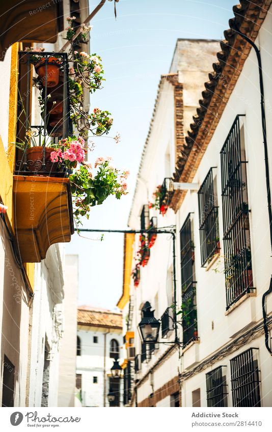 Straße des jüdischen Viertels in Cordoba, Spanien Cordova alt laufen Außenaufnahme schmal historisch Stadt Blume weiß Ferien & Urlaub & Reisen Aussicht Kultur