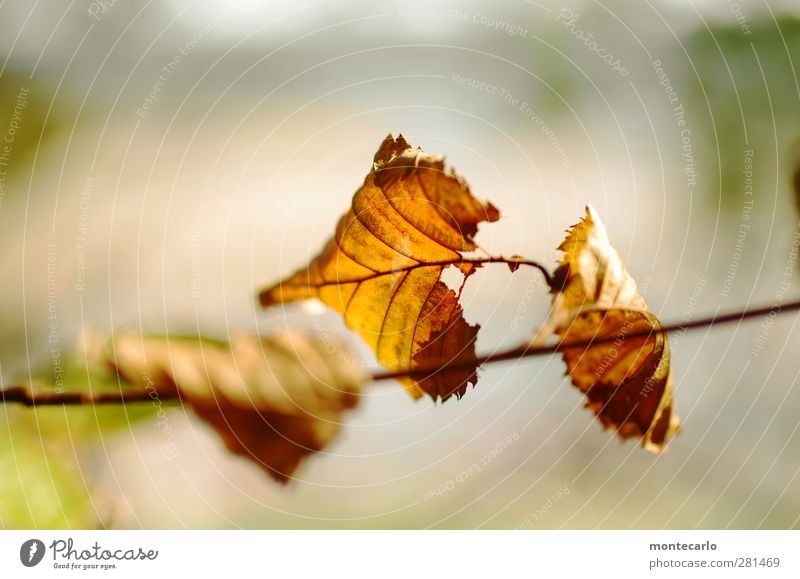 Krumme Dinger | Herbstblattl Umwelt Natur Pflanze Sonnenlicht Sommer Baum Blatt Grünpflanze Wildpflanze alt dünn authentisch einfach kaputt natürlich trist