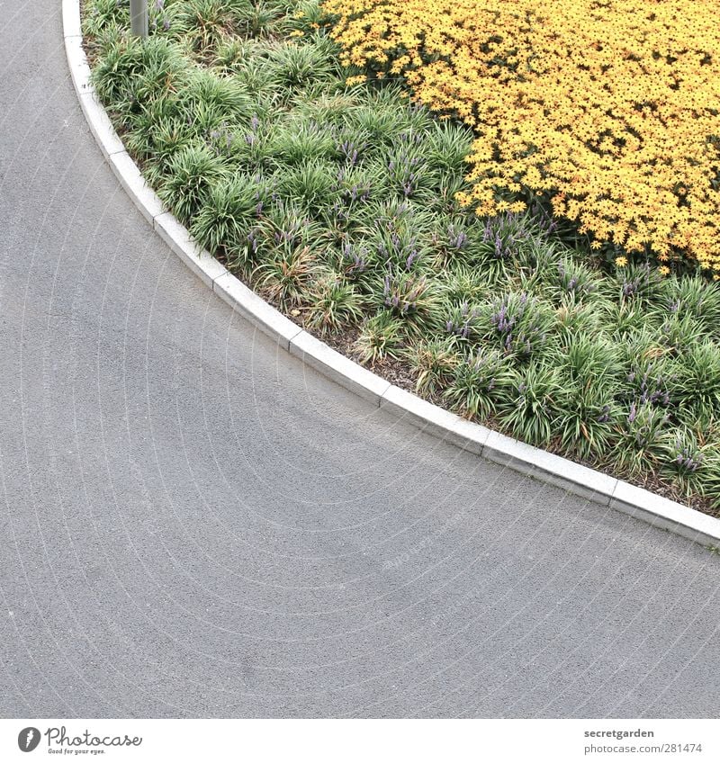 Krumme Dinger | kurvending Umwelt Natur Pflanze Sommer Blume Gras Verkehr Verkehrswege Straße Wege & Pfade Wegkreuzung hell rund Sauberkeit gelb grau grün