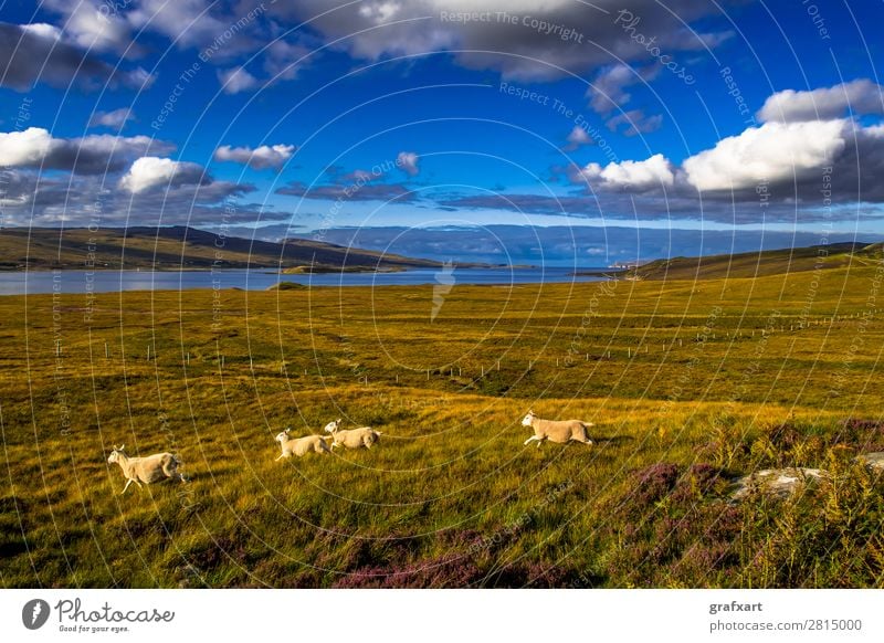 Landschaft mit Schafherde bei Loch Eriboll in Schottland Atlantik durness Flucht Großbritannien Herde Hintergrundbild Küste Lamm Landwirtschaft laufen