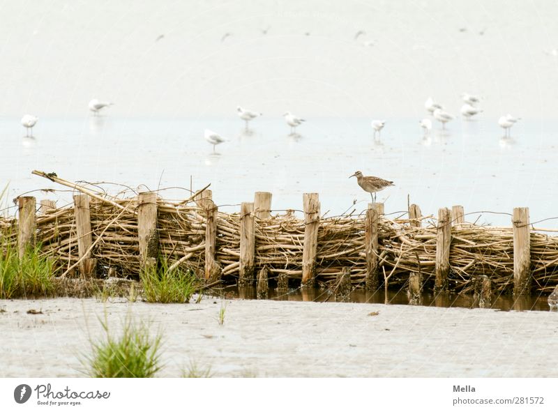 Außenseiter Umwelt Natur Tier Sand Wasser Küste Strand Nordsee Wattenmeer Vogel Möwenvögel Alken Tiergruppe stehen klein natürlich Watvögel außergewöhnlich Holz