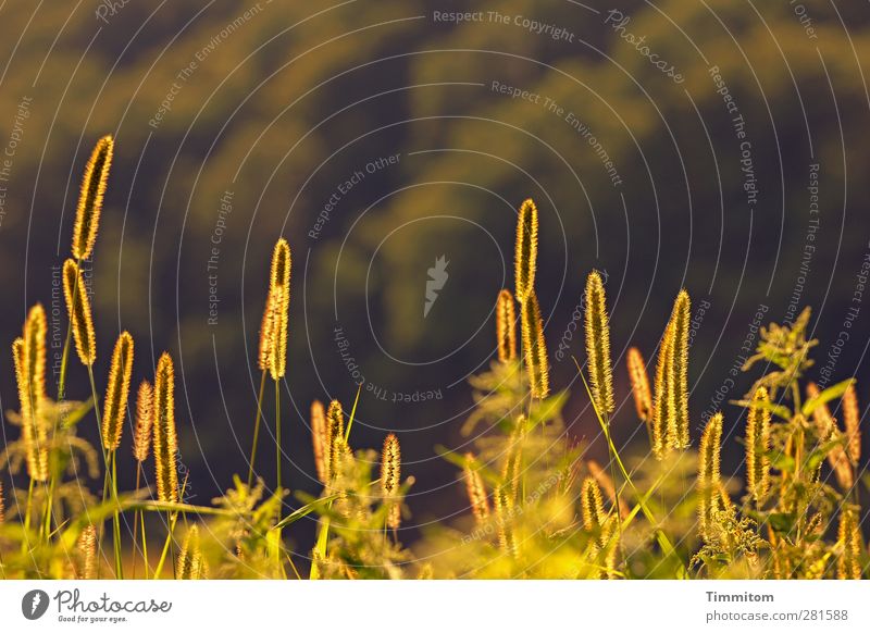 Noch mal Sonne tanken! Landschaft Pflanze Wachstum ästhetisch natürlich Wärme gold grün Gefühle Leben Halm Blatt leuchten Farbfoto Gedeckte Farben Außenaufnahme