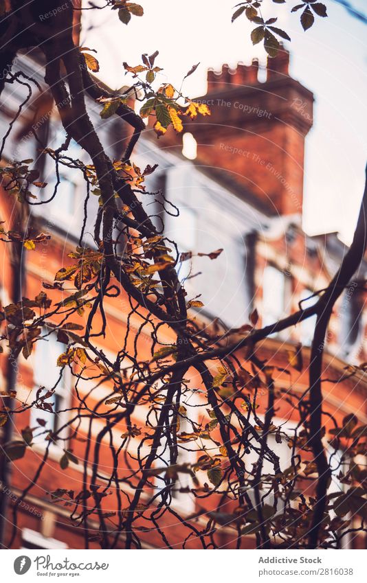 Nahaufnahme Brunch vor dem Hintergrund des Backsteinbaus. Ast Gebäude London Baum Pflanze Herbst Haus Architektur rot flach Wand Großstadt Stadt Außenaufnahme