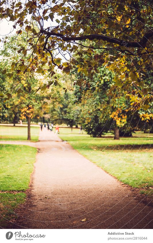 Herbst im Hyde Park, London. Gasse Großstadt Natur Baum England schön Tourismus Attraktion gelb grün mehrfarbig Wege & Pfade Gras Blatt laufen Landschaft