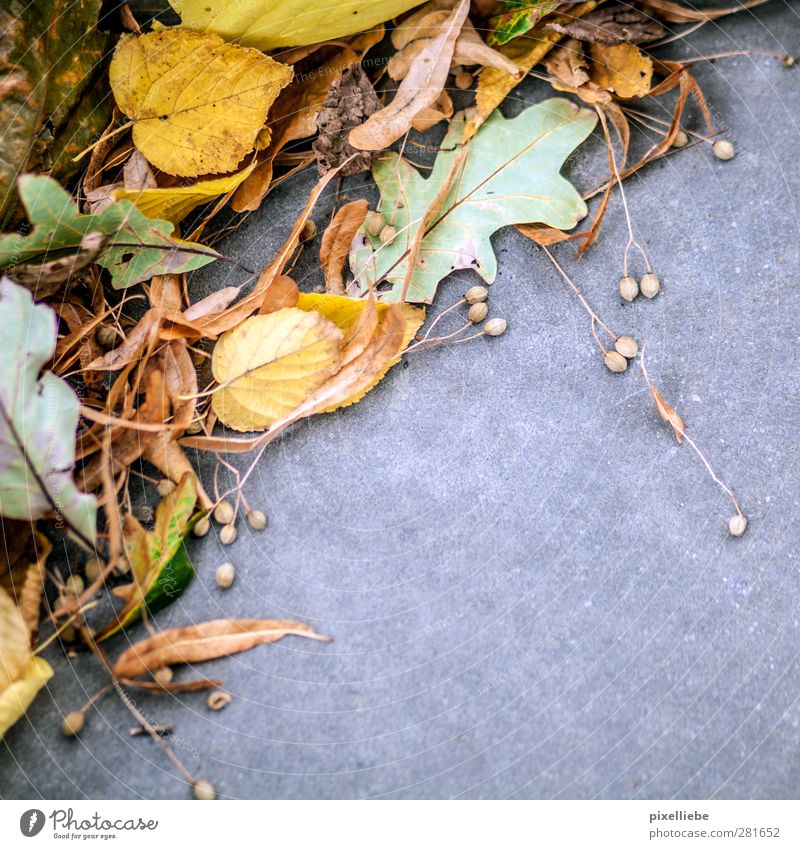 Herbst-Stimmung Natur Pflanze Blatt Park Stein Beton liegen natürlich Beginn Ende Klima Umwelt Umweltschutz Verfall Vergänglichkeit Wandel & Veränderung