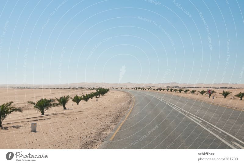 Hinter dem Horizont Umwelt Natur Landschaft Wärme Dürre Wüste trocken Straße nirgendwo Wege & Pfade Ferne Palme Namib Namibia Unendlichkeit flach