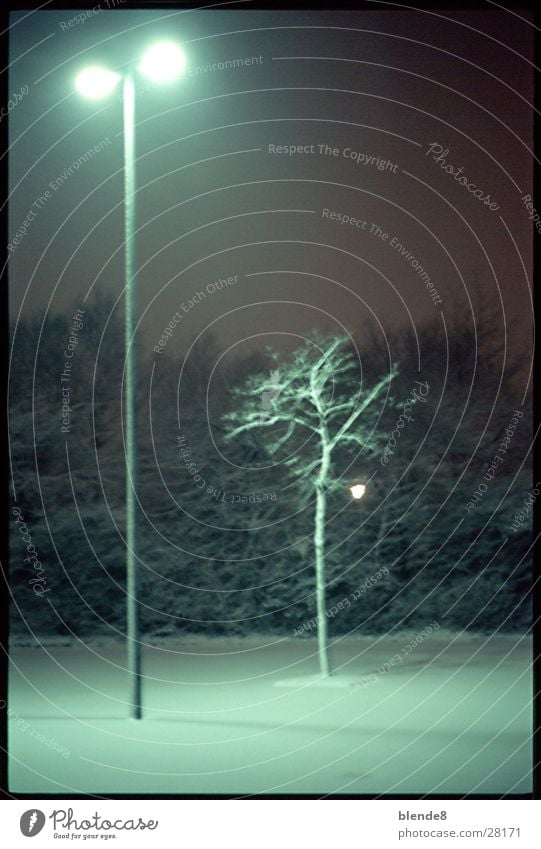 PflanzLicht Laterne Baum Nacht Leuchtstoff Neonlicht Winter Schnee