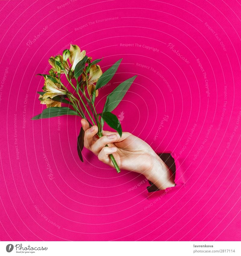 Frauenhand durch zerrissen mit gelben Alstromerias aromatisch schön Beautyfotografie Blume Blumenstrauß Armband Blütenknospen Entwurf Mode Glamour Papier rosa